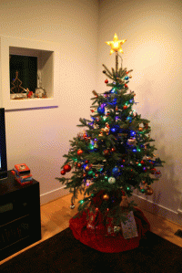 Live christmas tree.