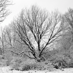 tree-in-snow