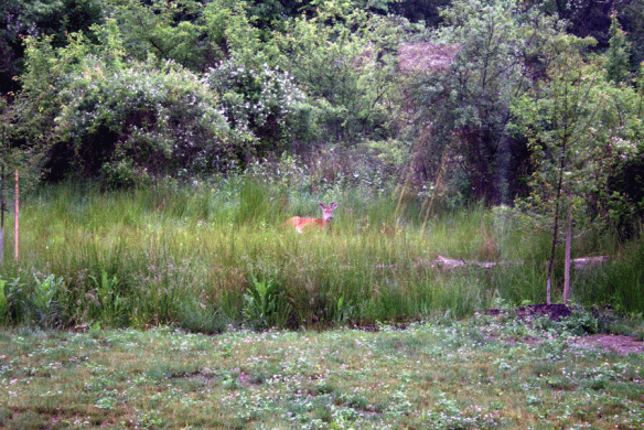 Yet another deer picture, this time a buck bedded down in our front yard like he owns the place.