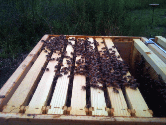 Bees on top of the frames.