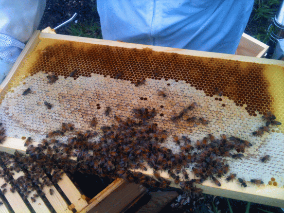 A frame full of capped honey.