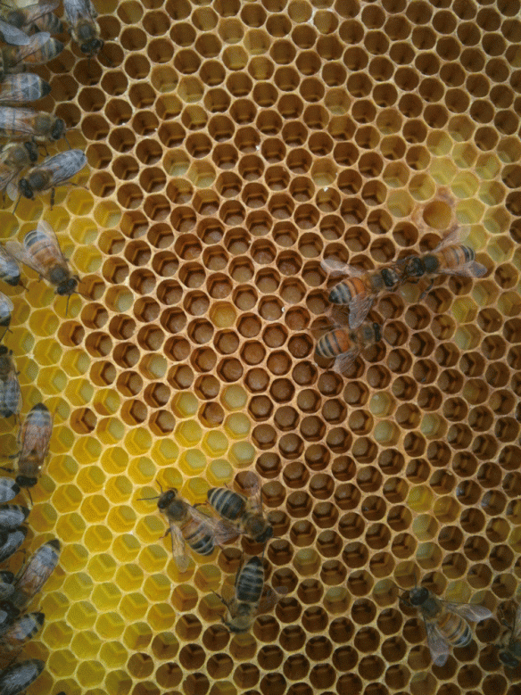 It's amazing just to look at the frames. If you never have, do yourself a favor, find a bee keeper and ask to help out next time they check their hive.
