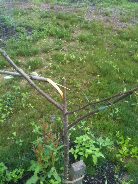 I cut off the broken branches leaving very little "tree" left.