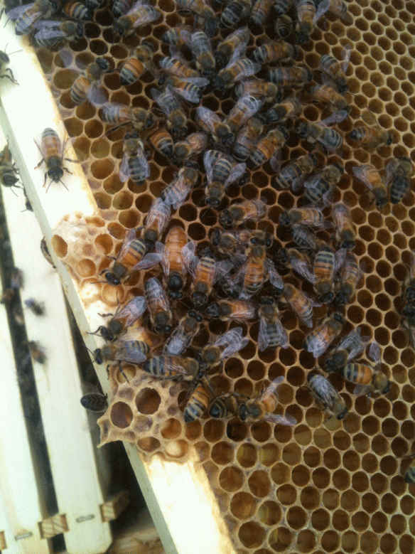 Our queen during her coronation.  We didn't see many eggs so we think she just got started. Fingers crossed she does a good job and they keep her.