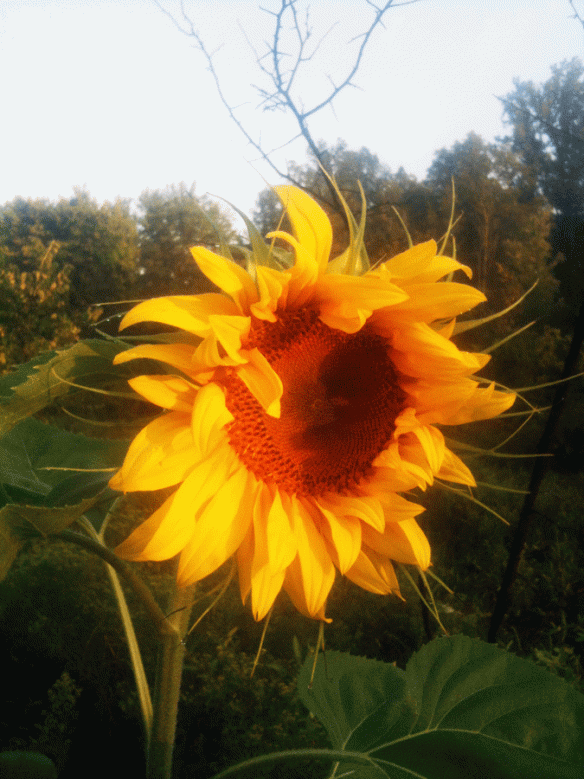 Early morning sunrise casts its rays upon a sunflower in our garden.