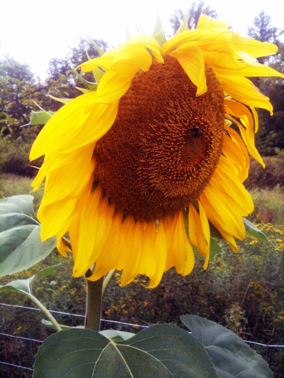Sunflowers are just so cool. I wonder when we can harvest sunflower seeds....