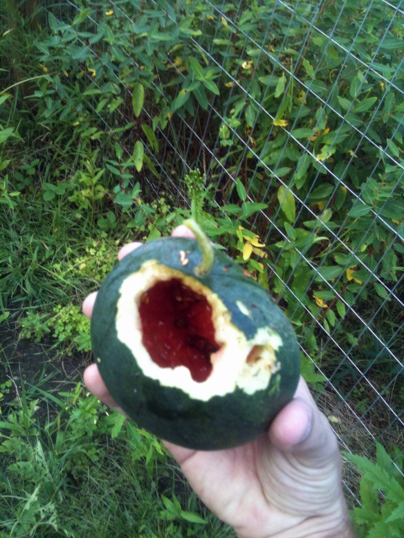 Something ate our watermelon.  They didn't like the seeds though. Our veggie garden is in such disarray I've been chucking stuff over the fence when no one is looking. If I see one more zucchini I'm gonna puke. 