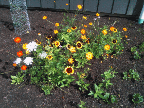 Wild flower annuals I planted from seed this year.