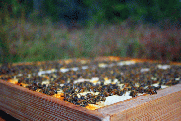 Bees congregating on an already inspected super.