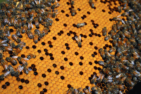 A frame from the center of the hive, covered with capped brood.