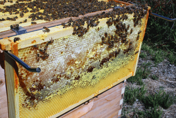 A tall frame capped with honey. You can see two colors of honey, light and dark, presumably from two different times of the year.
