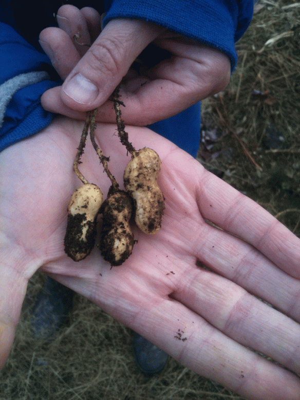 The three peanuts we grew this year.