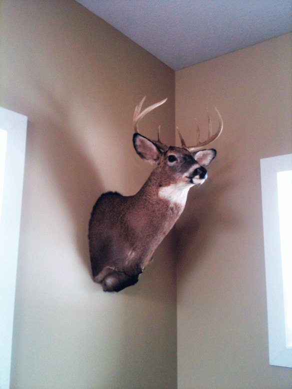 My deer head finally has a home, three years in storage.