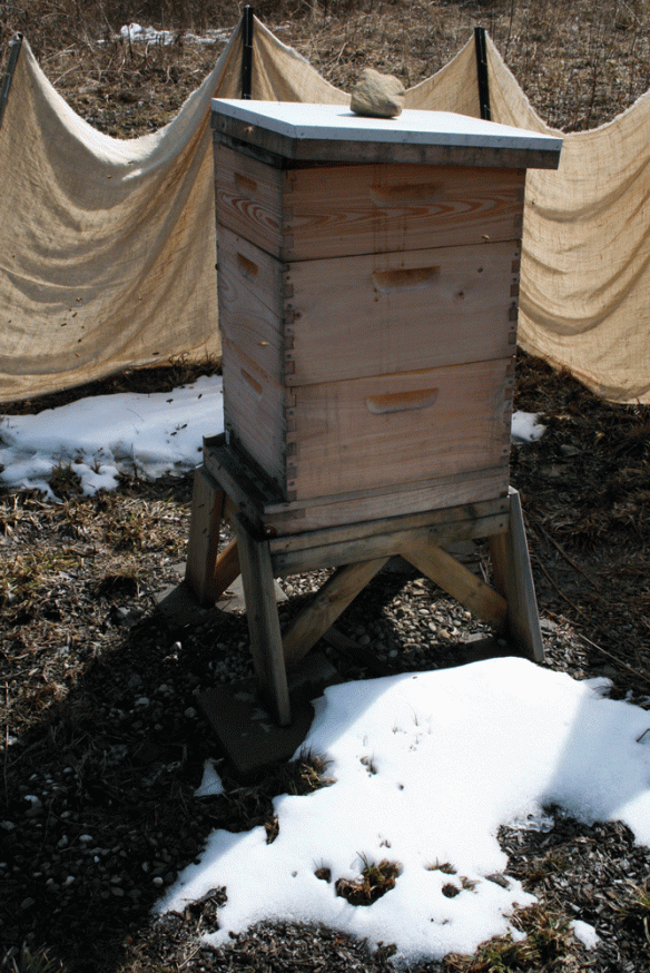 The bees were flying. Tomorrow we're going to open the hive cause it should be 70 degrees out.