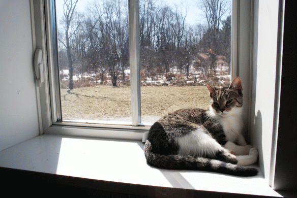 This is why we built the house. So the cats would have sunny window sills. I'm not joking.