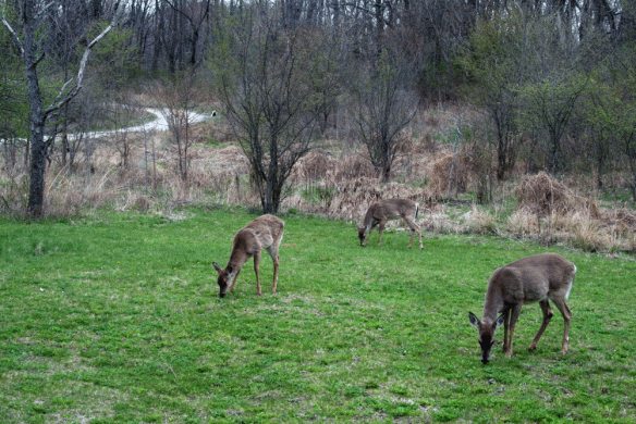 Having clover in the yard means the deer do some of the mowing chores for me.