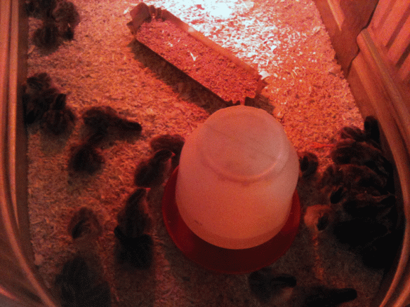 Pearl guinea chicks under the heat lamp at Rural King. I wanted to take them ALL home with me. Was kinda sad seeing all the chicks, ducklings, turkeys and guineas in big steel troughs.