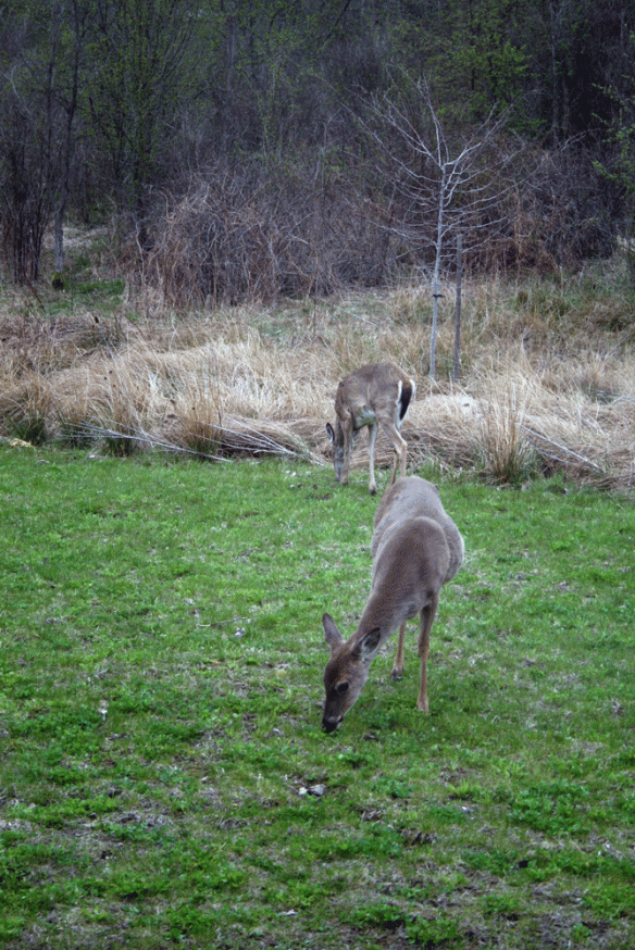 Our pregnant doe in the foreground.