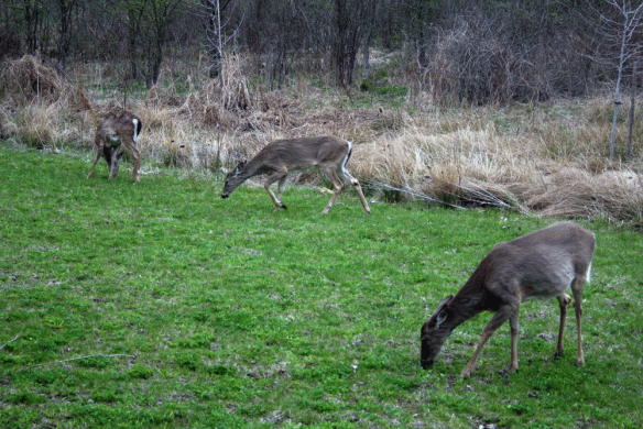 I'm no scientist, so I don't know for sure but the other two deer very well could be her fawns from last year.