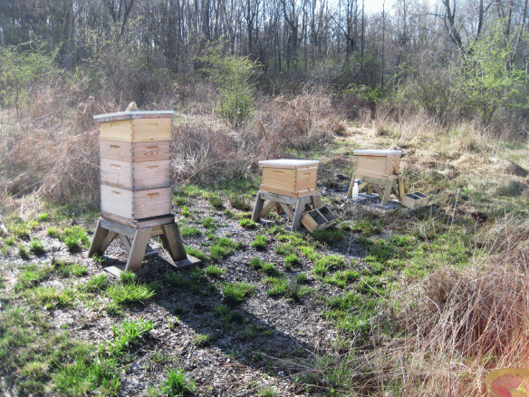 Our three hives. As moving a photo I've taken since we first wandered the land quite a while ago.