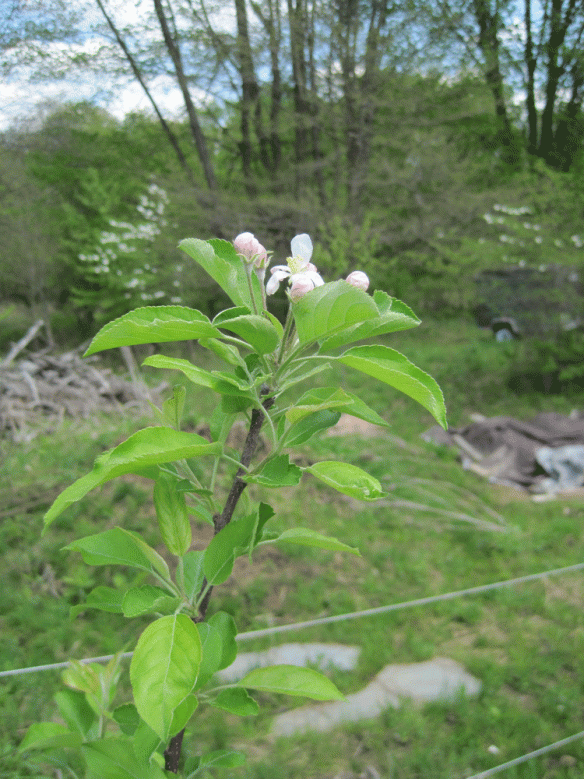 Our first apple blossoms of the year. Better late than never.