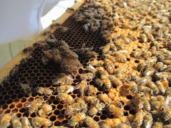 I don't know enough to say for sure but this may be one of several queen cells being attended to in hive no. 1.