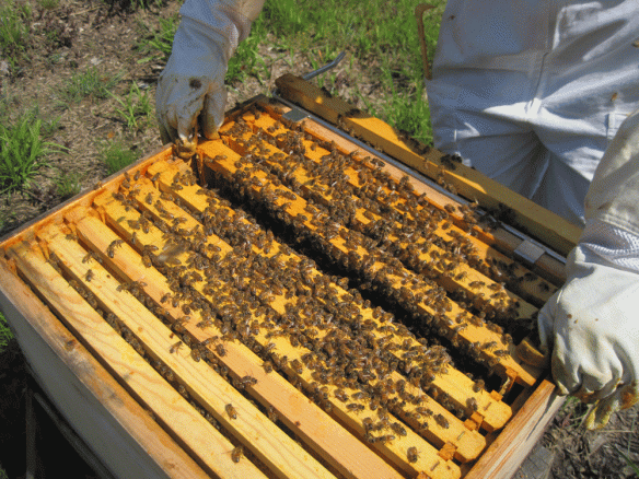 Checking hive no. 1.