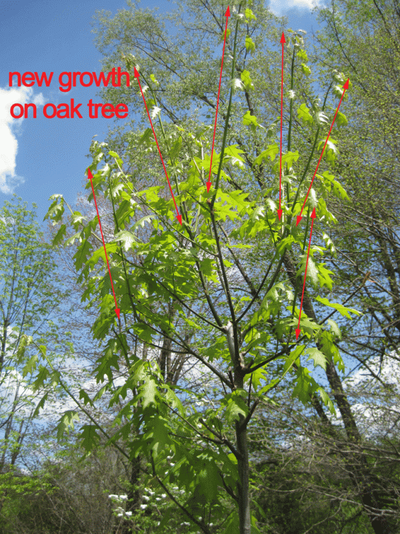 The wife's red oak, that we planted last month, has grown a foot this spring. All the green shoots are new growth.
