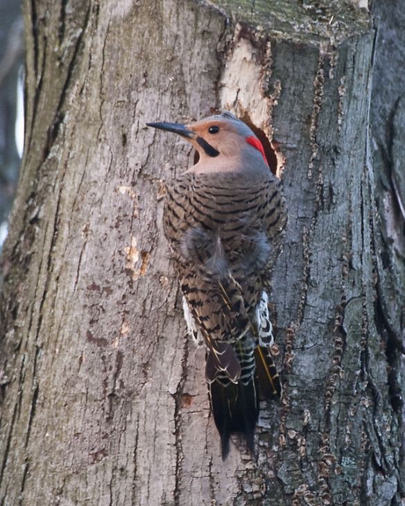 Male Yellow Shafted Northern Flicker (not sure who checked to see what color its shaft is but I'll take their word for it.) Photo stolen from Wikipedia, click link in post for more info.