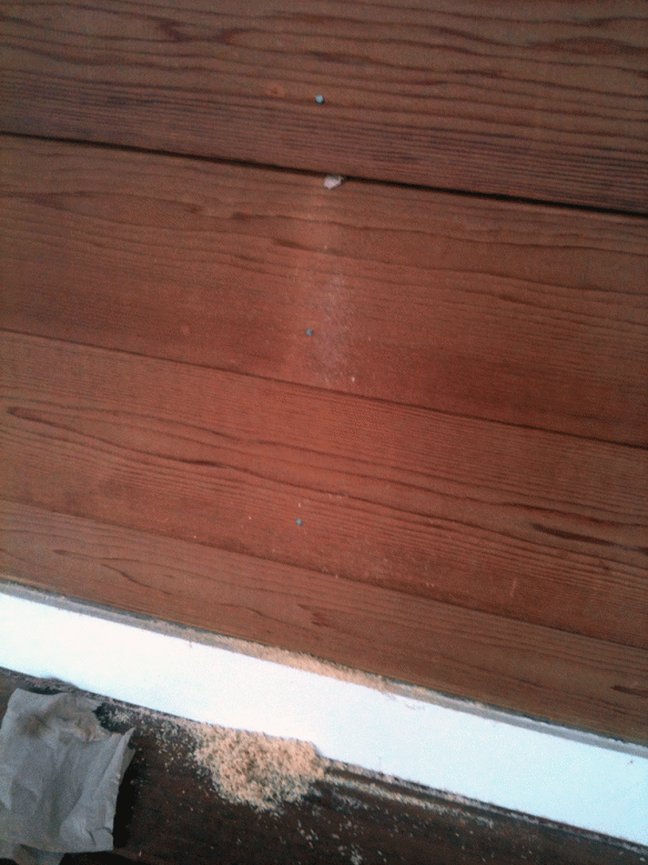 An industrious bee is drilling a hole in our cedar siding. Can you believe all that sawdust?