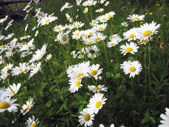 The daisies are in full bloom throughout the areas I planted them.