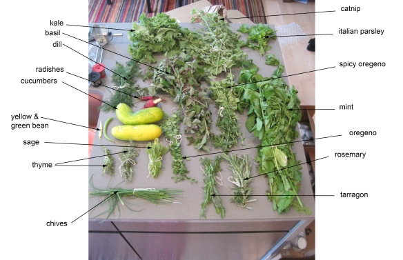 This is yesterday's harvest. There's more where this came from. I bet I'll have about six jars worth of dried herbs.