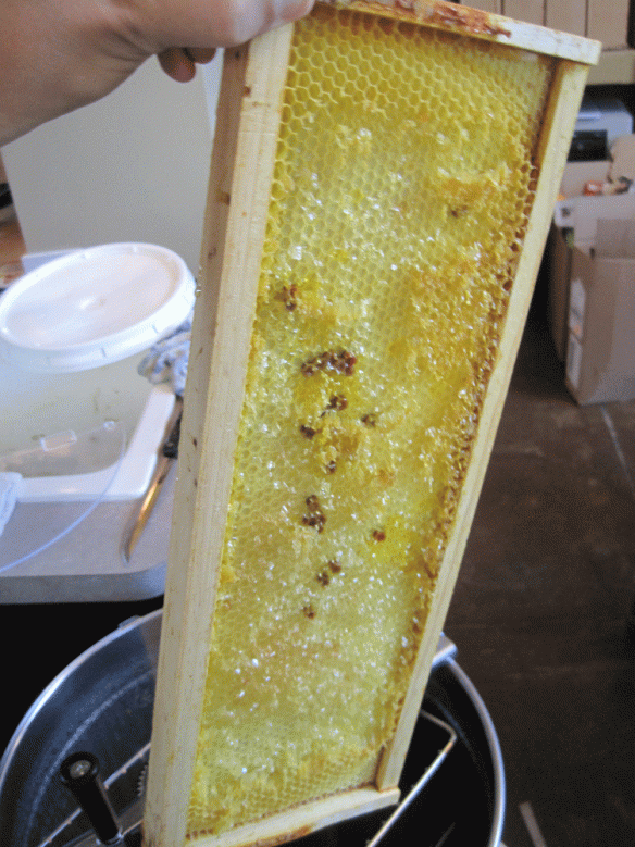 An extracted honey frame.