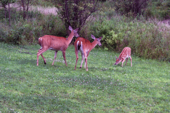 Baby deer pushing the patience of mom and aunt.