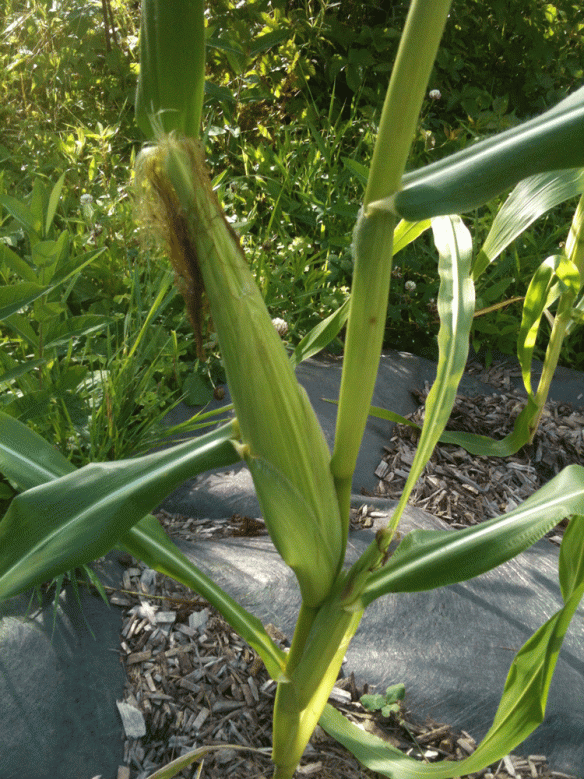 Corn is growing.