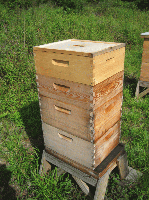 We placed a medium box filled with the extracted frames so the bees can clean them up in hive No. 1.