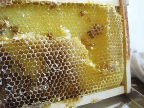 Close up of an extracted frame. You can see several cells that didn't get uncapped and they still contain honey.