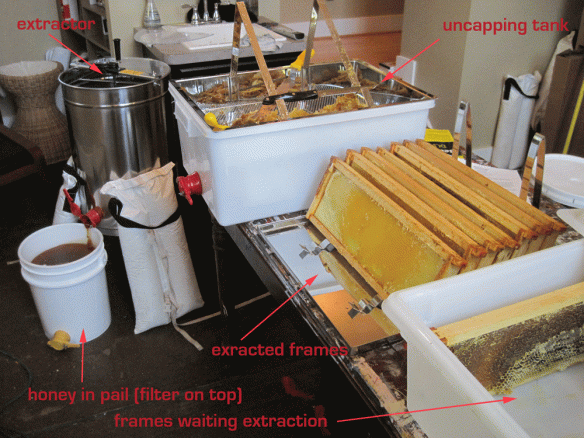 This is my set up for extracting honey, in my art studio.