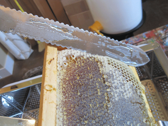Uncapping honey using an uncapping knife. I don't think these knives are the best tool for the job; the overall design of everything leaves much to be desired.