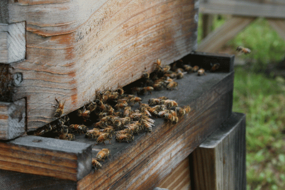 The bees working on Labor Day weekend too.