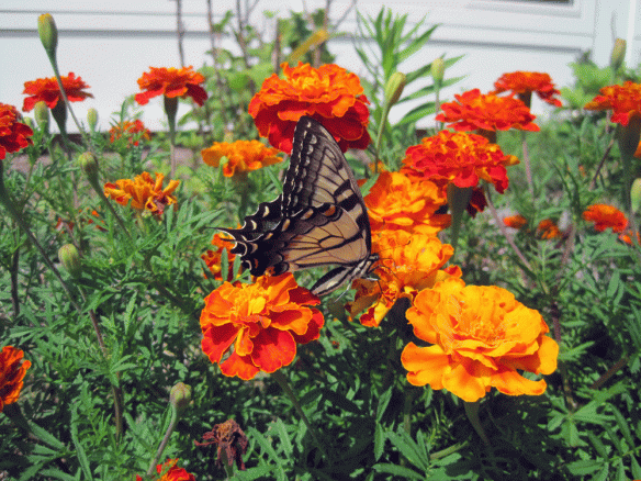 butterfly-on-zinia-2014-summer