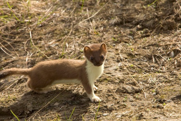 Short tailed weasel - photo from ohio DNR website 