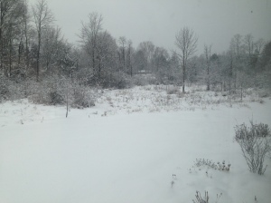 Snowy yard in January 2015