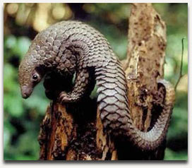 This is a pangolin. Super cute. Photo courtesy of http://savepangolins.org