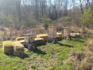The bee hives in early spring before we installed the new hive No. 1 bees, and hive No. 2 was still alive.