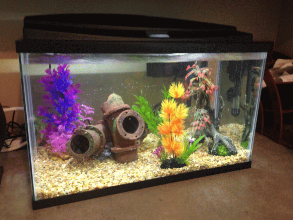 Our fish tank set up. 