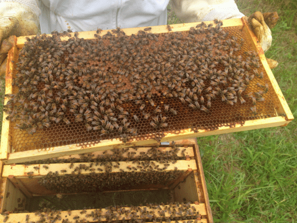 Inspecting hive No. 3 in August 2015.