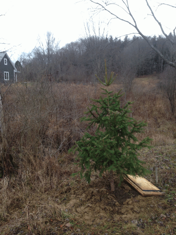 2015-xmas-tree-planted