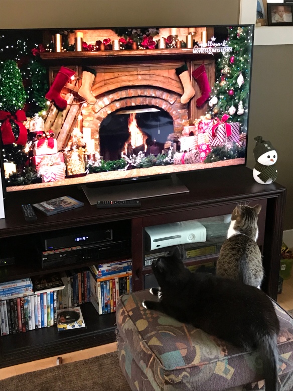 Cats enjoying Happy Yule Log on the new TV
