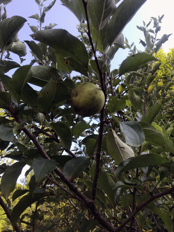 green-apple-on-tree